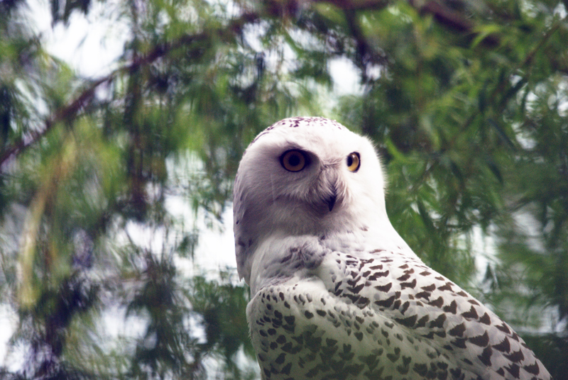 The white owl