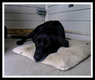 Black Lab Deviantart Black Lab by jus2000 on DeviantArt