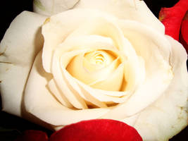 white rose