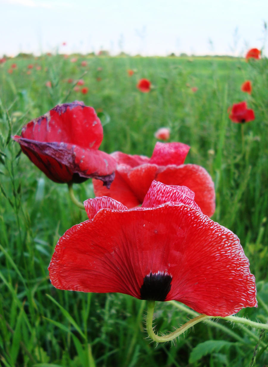 poppy field