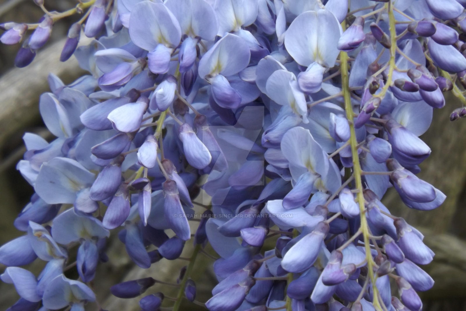 Hanging Blue Flowers at Emma Sparks blog