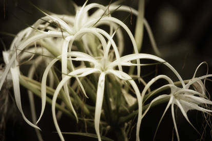 Spider Plant