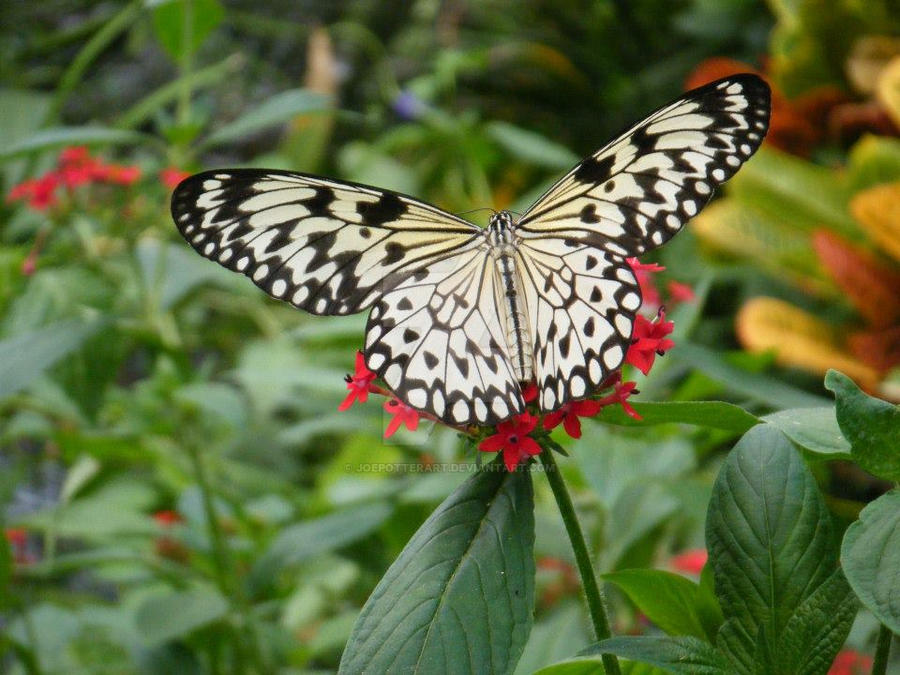 Black,White,Red,Green (The Open Butterfly) [2012]