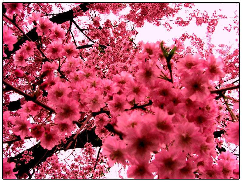 Pink Flowers