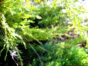 Spiderwebs