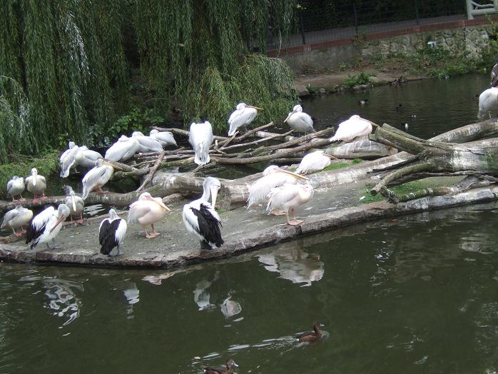 Berlin Zoo - Pelican Island