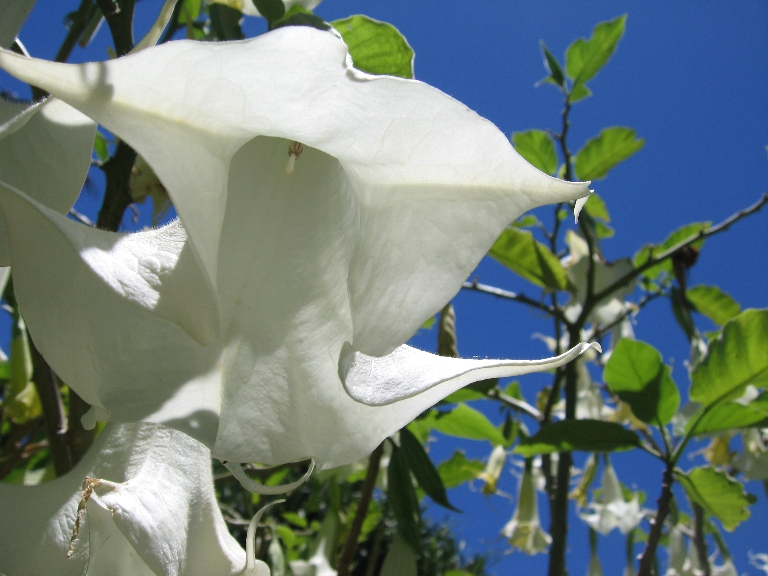 Angels's Trumpet