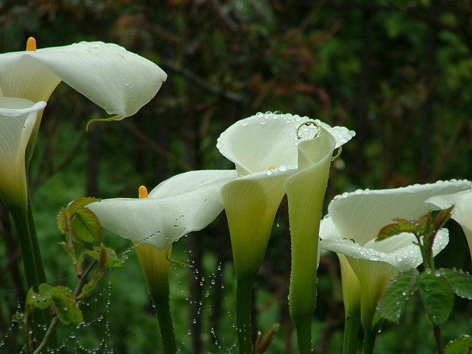 Lilies