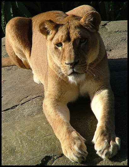 Lioness