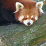 Red Panda