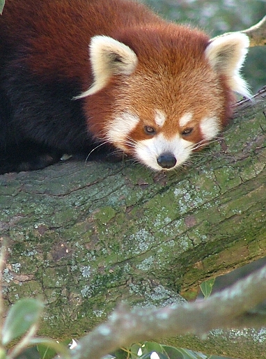 Red Panda