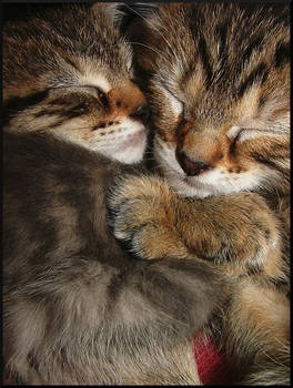 Kitten-hug