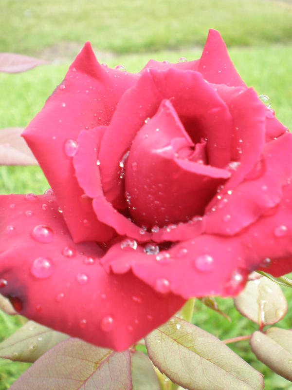 Washed Red Roses wet red rose by Gods-angel-101 on DeviantArt