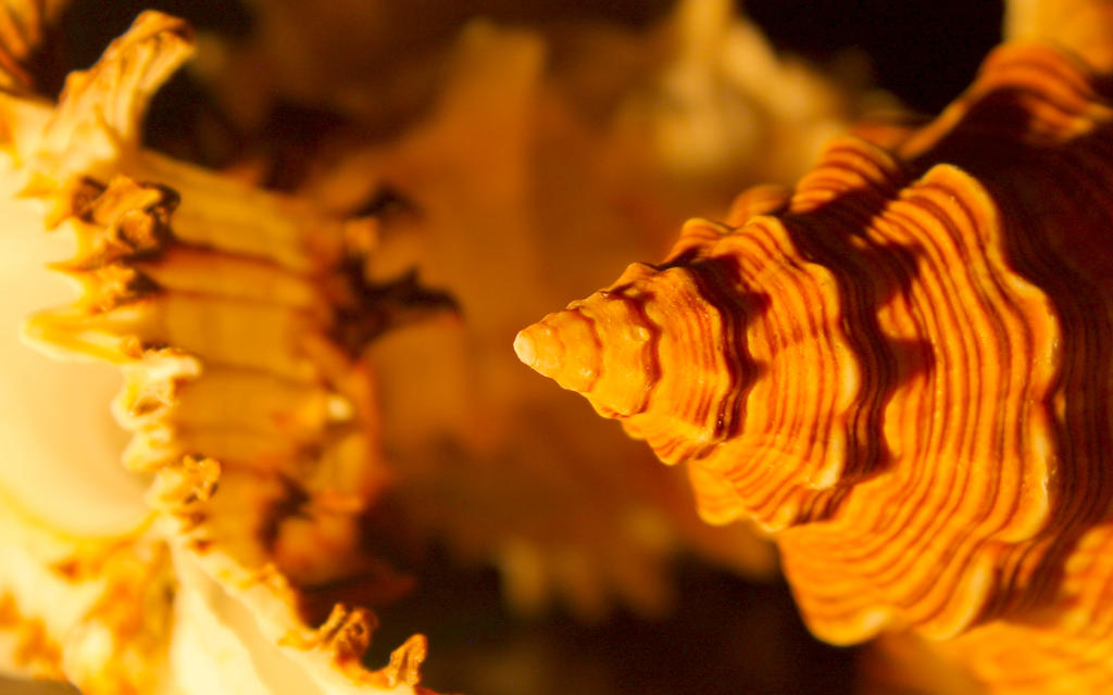 Shell Scape Shellscape 1 by TangledMatt on DeviantArt