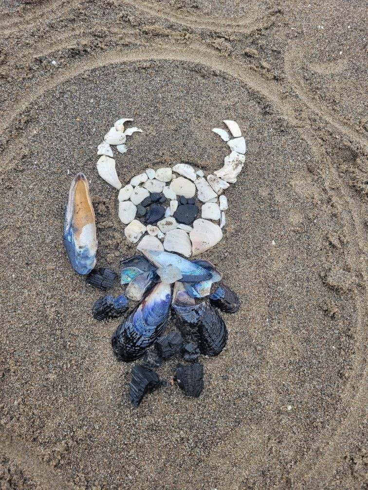 Shells by Duilena on DeviantArt