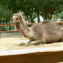 Camel II