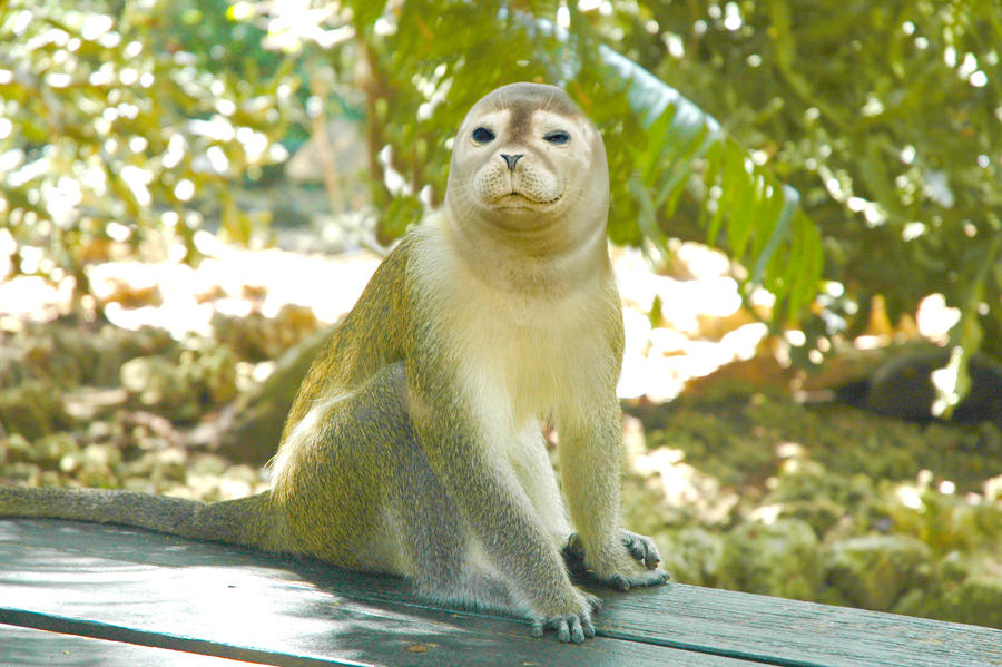Monkey Seal by What-the-Gaff on DeviantArt