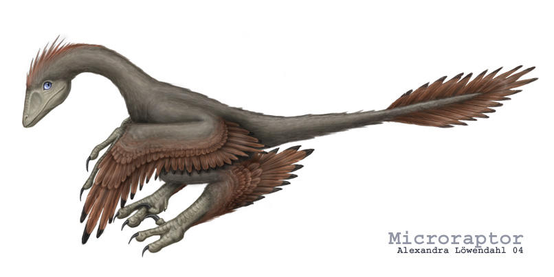 Microraptor. by Isdrake on DeviantArt