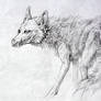 White Coyote