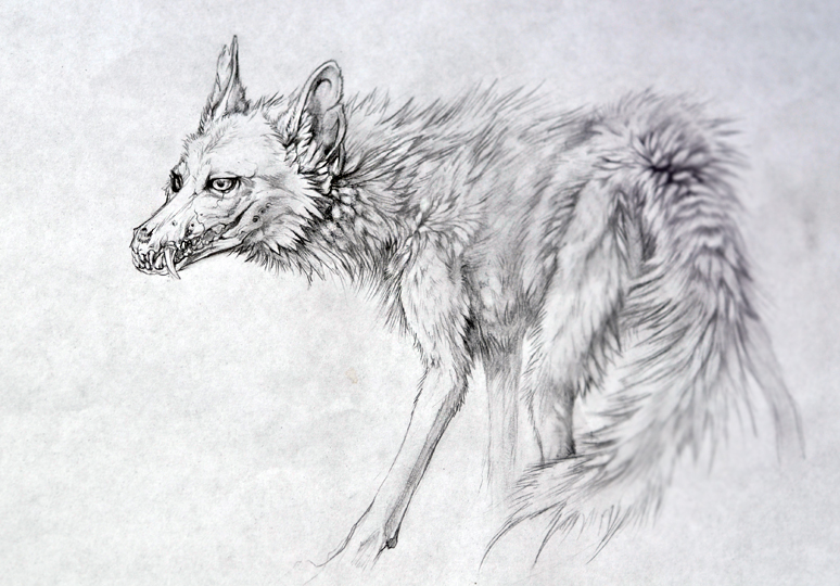 White Coyote