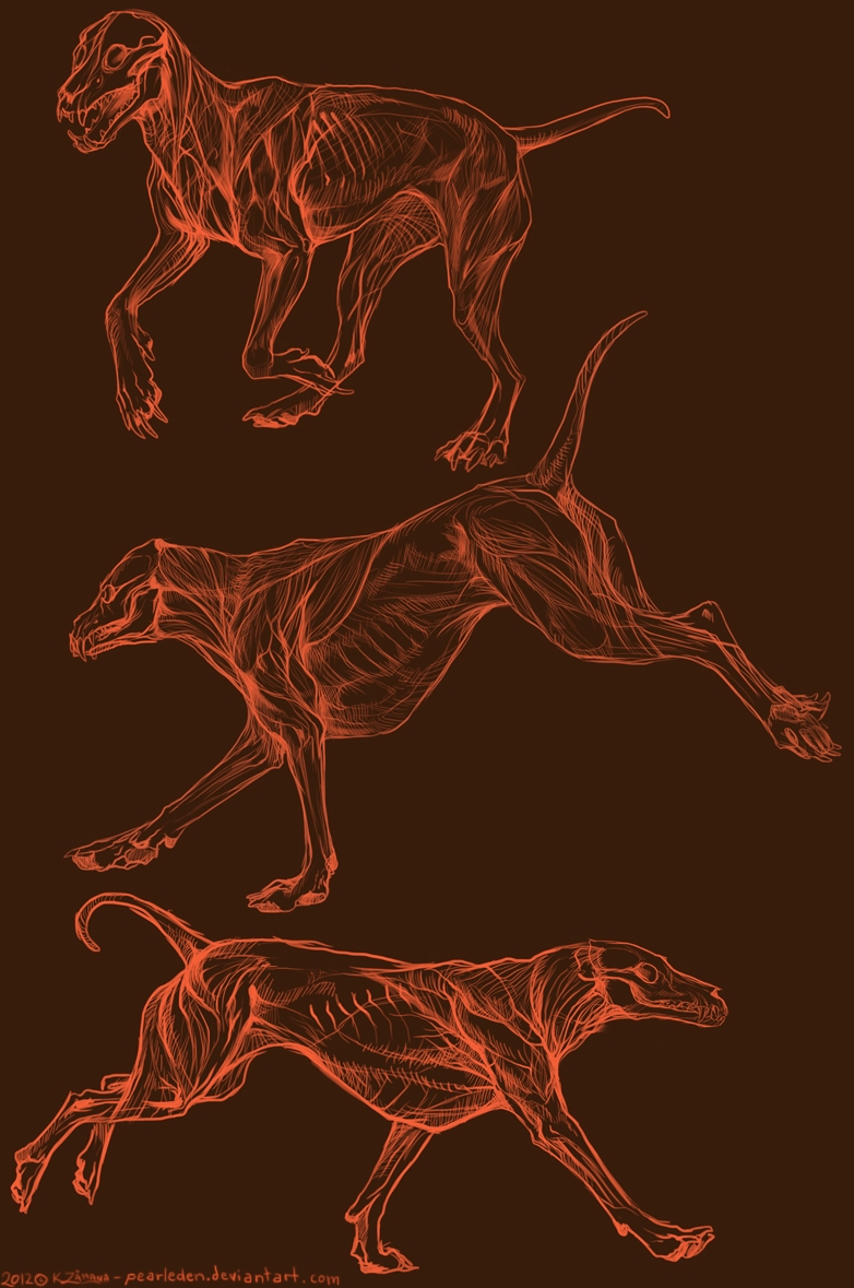 Canine Motion Anatomy