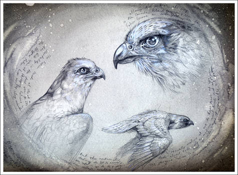 Falcon Study