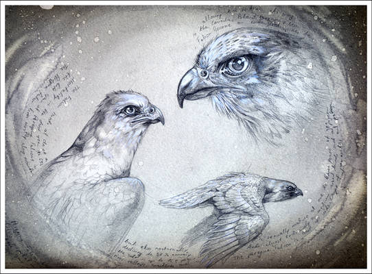 Falcon Study