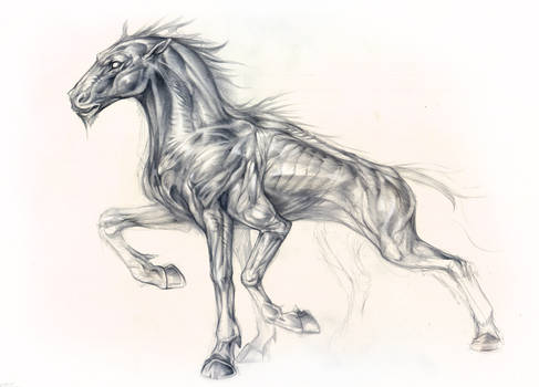 Sleipnir Sketch