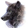 Black Timber Wolf