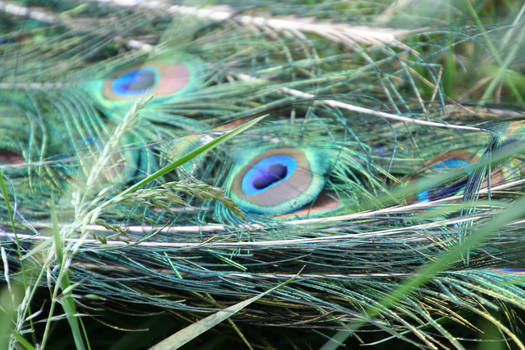 peacock feather