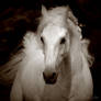 Sepia Horse