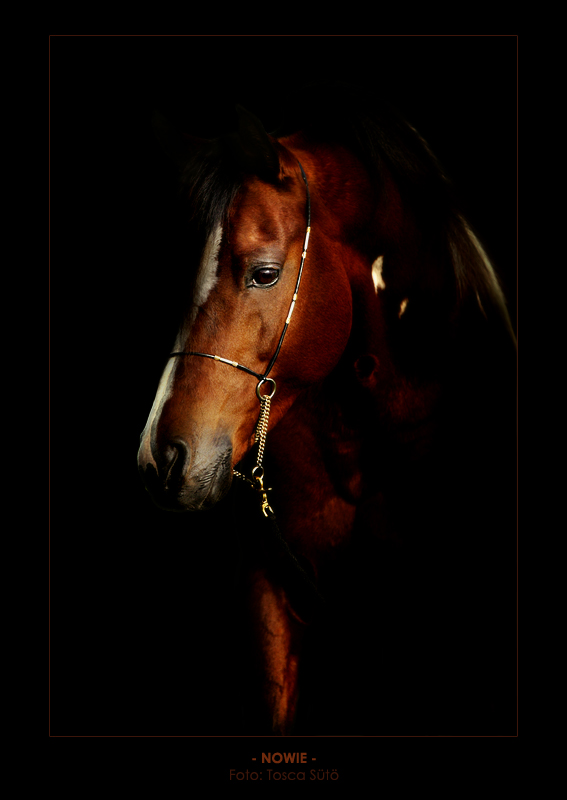 arabian pinto