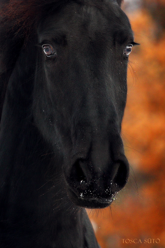 Friesian Detail