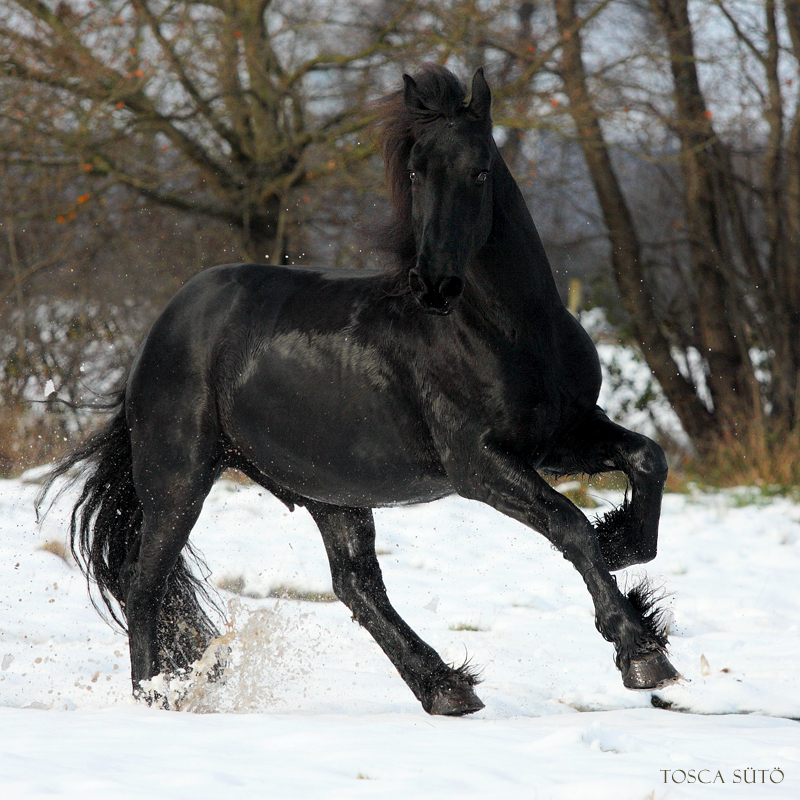 Friesian II