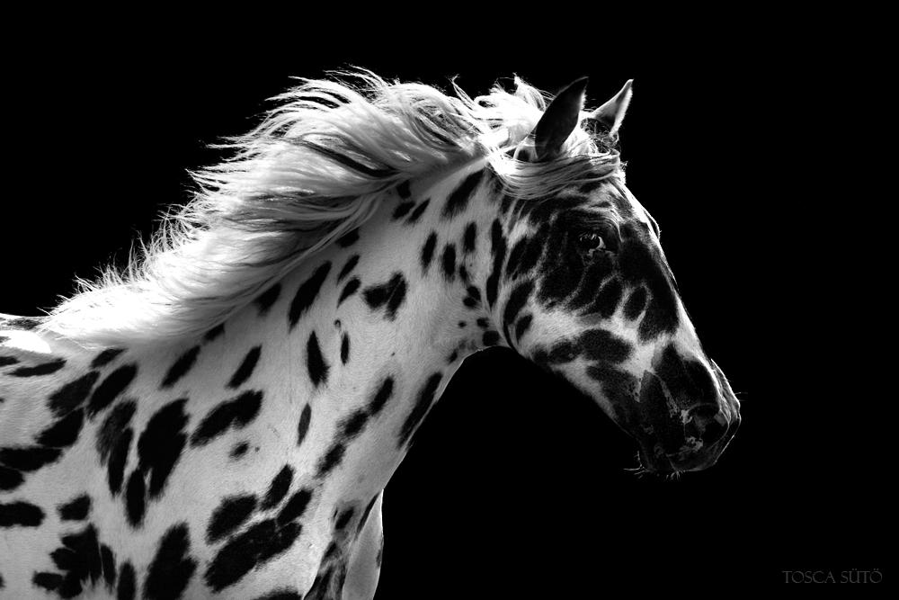 Лошадка черно белая. Аппалуза лошадь. Лошадь черно белая. Пятнистая лошадь. Грациозная лошадь.