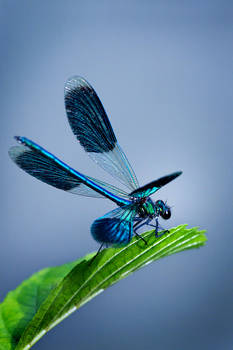 Dragonfly I