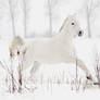 winter VII