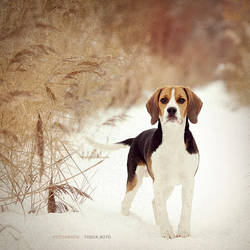 vintage Beagle