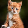 red kitten