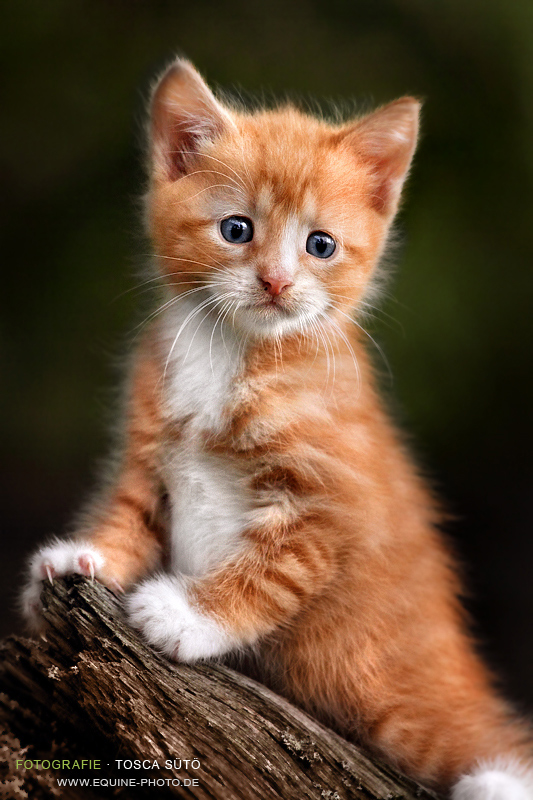 red kitten