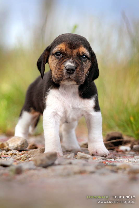 Beagle