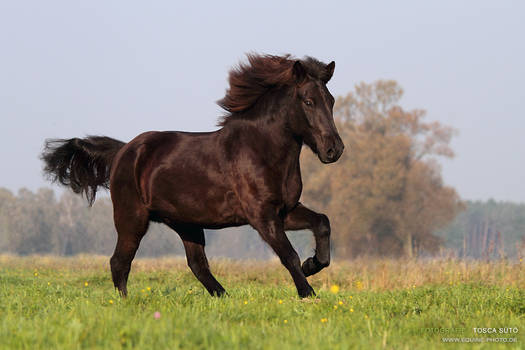 Icelandic horse