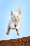 action kitten by vadalein