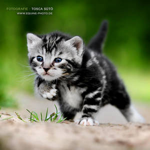 another cute kitten by vadalein another cute kitten by vadalein