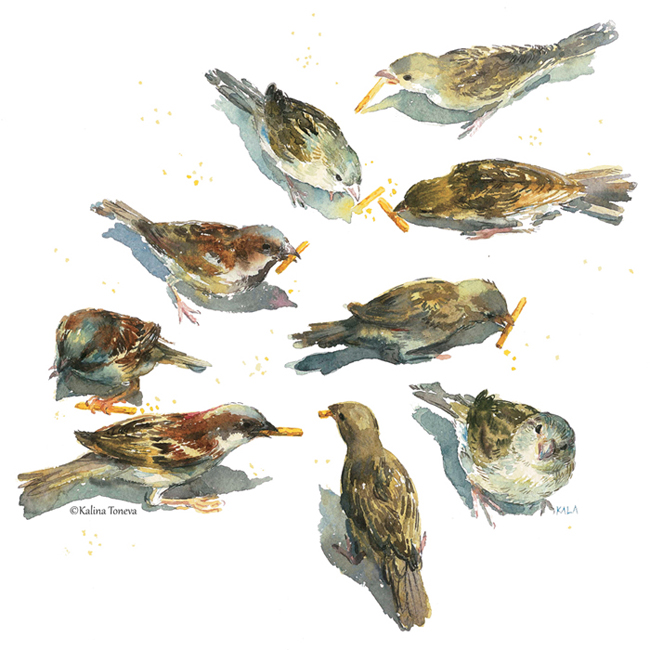 Sparrows