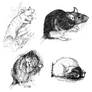 Rat Sketches With More Detail