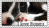 Boxer Club Stamp-thinger