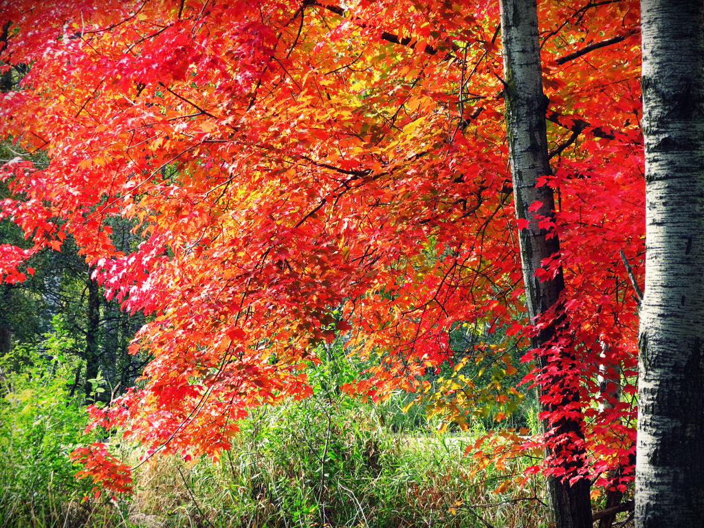 Nature on Fire