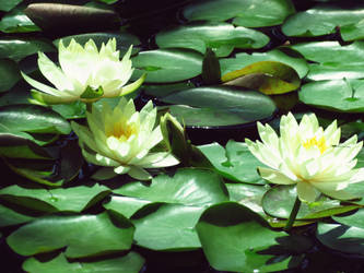 White Water Lilies