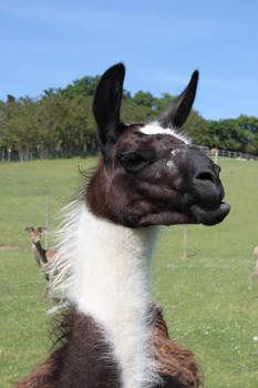 Llama